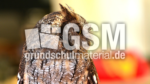 Choliba-Kreischeule (01).jpg